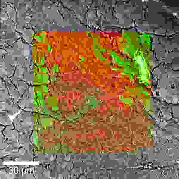 RISE Microscopy 脳細胞切片のRISE (ラマン／SEMイメージング装置) イメージ